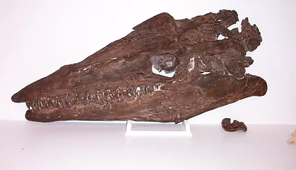 Fick Fossil & History Museum - Logan County Community Foundation